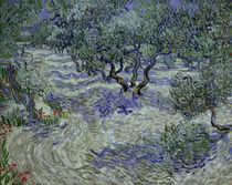 Vincent van Gogh / Olive Grove by klassik art