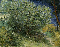 V. v. Gogh, Fliederstrauch von klassik-art