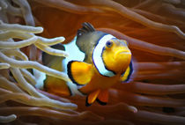 Anemonenfisch im Korallenriff 4 by kattobello