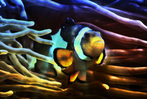 Fantastischer Anemonenfisch im Lichtstrahl 3 by kattobello