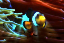 Fantastischer Anemonenfisch im Lichtstrahl 4 by kattobello
