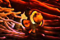 Fantastischer Anemonenfisch im roten Lichtstrahl 3 by kattobello