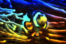 Fantastischer Anemonenfisch im Lichtstrahl 2 von kattobello