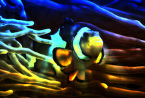 Fantastischer Anemonenfisch im Lichtstrahl 1 von kattobello