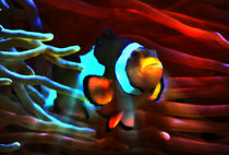 Fantastischer Anemonenfisch im roten Lichtstrahl 4 von kattobello