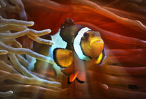 Fantastischer Anemonenfisch im roten Lichtstrahl 2 von kattobello