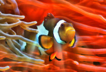 Fantastischer Anemonenfisch im roten Lichtstrahl 1 by kattobello