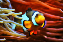 Farbenfroher Anemonenfisch  von kattobello