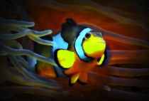 Leuchtender Anemonenfisch von kattobello