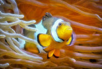 Anemonenfisch im Korallenriff 1 von kattobello
