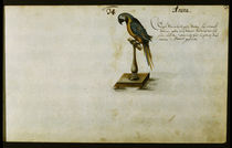 Zacharias Wagner, Papagei von klassik art