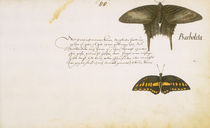 Zacharias Wagner, Moth from: ThierBuch by klassik art