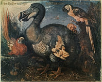 Dodo / Painting by Edwards / 1759 by klassik-art