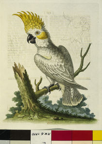 Yellow-Crested Cockatoo / Etching / 1764 by klassik art