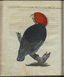 Gefranster Kakadu / aus Bertuch 1810 von klassik art