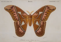 Butterflies / Attacus aurota / Engraving by klassik art