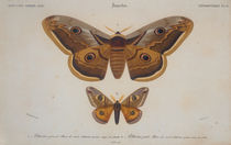 Butterflies / Giant Peacock Moth / Engr. by klassik art