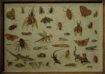 J. van Kessel t. E. / Insects and Reptiles by klassik art