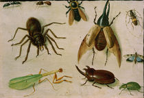 Jan van Kessel d. Ä., Insekten by klassik art
