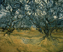 V. van Gogh, Olivenbäume / 1889 von klassik art