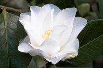 Weiße Kamelie - Camellia japonica-Sämling von Dieter  Meyer