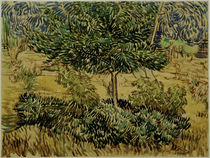 v. Gogh, Tree a. Bushes in Asylum Garden by klassik art
