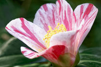Weissrote Kamelie - Camellia japonica L. 'Tomorrows's Dawn' von Dieter  Meyer