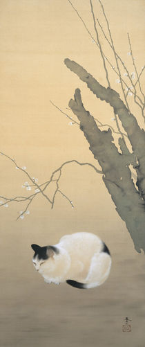Hishida Shunso, Katze und Pflaumenblüten von klassik art
