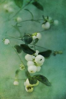 Snowberries von Priska  Wettstein