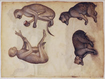 Lombard, Two Monkeys and Two Bears by klassik art