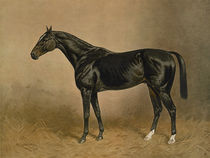Pferd, Engl. Vollblut / nach H.Sperling by klassik-art
