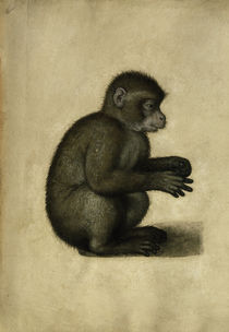 Affe / Aquarell, A.Dürer zugeschr. von klassik art