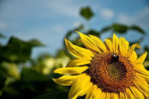 Sonnenblume groß