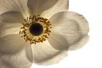 Weisse Blüte von Michael Schickert