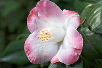 Weissrosa Kamelie - Camellia japonica 'Sunny Side' by Dieter  Meyer