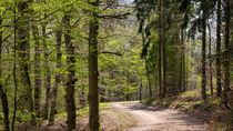 Frisches helles Grün bringt der April in den Wald by Ronald Nickel