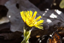 Die gelbe Blüte des Huflattich von Ronald Nickel