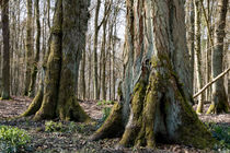 Mächtige Bäume im Wald von Ronald Nickel