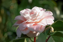 Weiß Rosa Kamelie - Camellia japonica 'Sacco Nova' von Dieter  Meyer