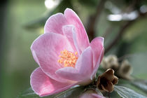 Rosa Kamelie - Camellia Lutchuensis-Hybride 'Minato-no-akebono' von Dieter  Meyer