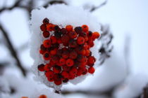 rote Beeren im Schnee by Simone Marsig