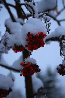 rote Beeren im Schnee II. by Simone Marsig