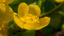 Die gelbe Blüte der Sumpfdotterblume von Ronald Nickel