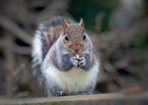 Eastern tree squirrel eating peanuts by Leighton Collins