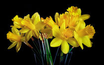 Welsh yellow Daffodils by Leighton Collins
