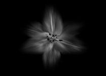 Backyard Flowers In Black And White 28 Flow Version von Brian Carson