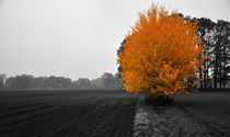 Herbst von Jens Uhlenbusch