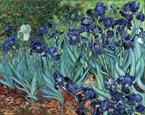 Van Gogh / Iris (Schwertlilien) /1889 von klassik art