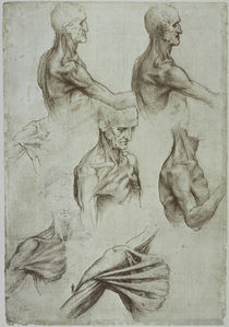 Leonardo / Hals– Schultermuskulatur/f. 136v von klassik art