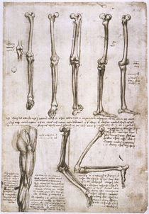 Leonardo / Bewegung der Beinknochen/f. 140r von klassik art